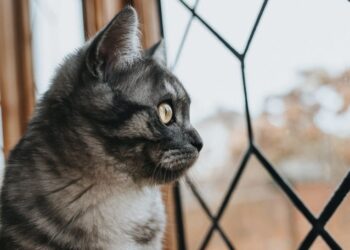Alasan Kenapa Jangan Tinggalkan Kucing Sendirian di Rumah