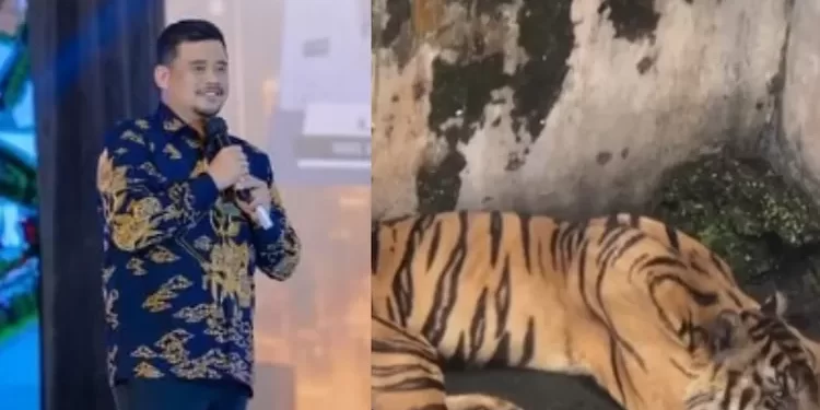Bobby Nasution Tutup Medan Zoo Usai Viralnya Harimau Mati