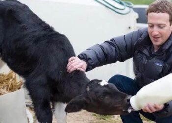 Mark Zuckerberg Menjadi Peternak Sapi di Hawaii