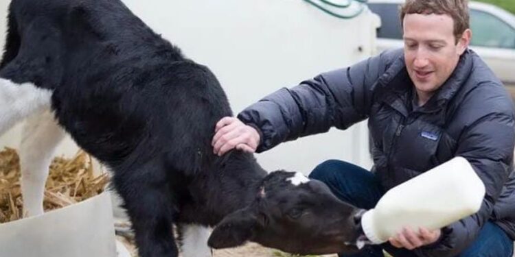 Mark Zuckerberg Menjadi Peternak Sapi di Hawaii