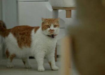 Mengapa Kucing Sangat Suka Menandai Tempat