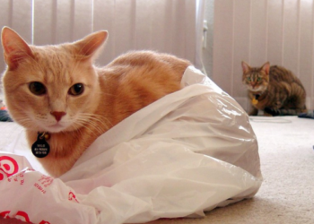 Mengapa Kucing Suka Tidur di Plastik: Penjelasan Ilmiah