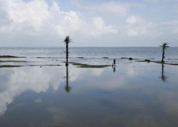 Misteri Bopeng di Dasar Laut Ternyata Ulah Lumba-lumba