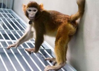 Para Peneliti China Berhasil Mengkloning Monyet Rhesus Pertama