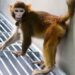 Para Peneliti China Berhasil Mengkloning Monyet Rhesus Pertama