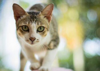 Tips Efektif: Cara Cegah Kucing Menandai Tempat