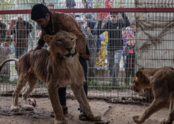 Tragedi di Gaza: Kelaparan Hewan di Kebun Binatang Rafah