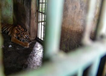 Krisis Medan Zoo: Satwa Terancam Akibat Krisis Finansial