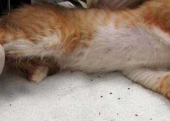 Cara Mencegah Kutu pada Kucing