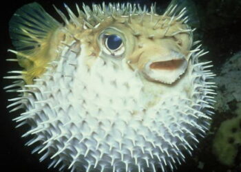 Fakta-Fakta Ikan Buntal: Mengapa Ikan Ini Bisa Beracun?