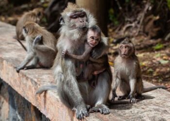 Gerombolan Monyet Turun Gunung Serbu Warga Bandung