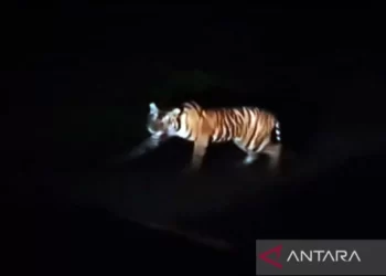 Kemunculan Harimau Sumatera Kembali Terlihat di Lampung