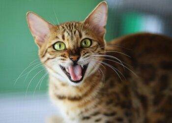 Remaja Terlibat Penyiksaan Kucing demi Popularitas di Medsos