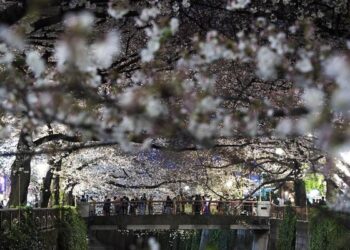 Turis Indonesia Viralkan Video Merusak Pohon Sakura di Jepang