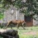 Para peneliti telah mengungkapkan temuan yang mengejutkan: harimau jawa, spesies yang sebelumnya dianggap punah, mungkin masih