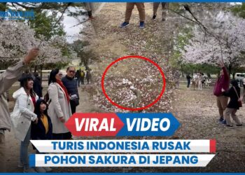 Insiden Memalukan Rusak Pohon Sakura oleh Turis Indonesia