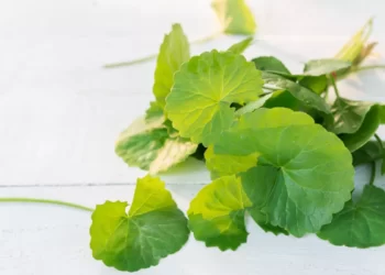 Centella Asiatica: Bisakah Menyembuhkan Jerawat?