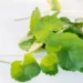 Centella Asiatica: Bisakah Menyembuhkan Jerawat?