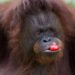 Orangutan di Sumatra: Keajaiban Pengobatan dengan Tanaman