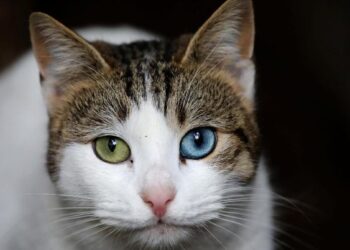 Penelitian Ungkap: Kucing Ras Birman Umurnya Lebih Panjang
