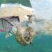 Negara yang Paling Banyak Mencemari Laut dengan Sampah