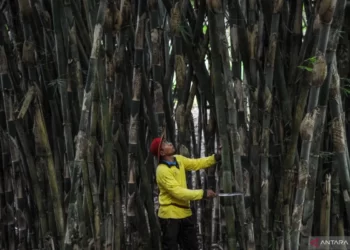 Upaya Menyelamatkan Bumi dari Film Kungfu Panda