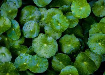 Manfaat Centella Asiatica untuk Jerawat: Sebagus Apa?
