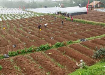 Badai Matahari Melumpuhkan Sektor Pertanian Amerika Serikat