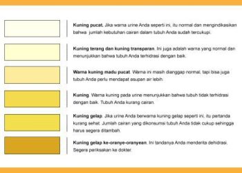 Apakah Warna Air Seni Bisa Menunjukkan Tingkat Hidrasi Tubuh?