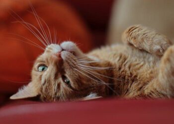 Kucing Malang Jadi Korban Aksi Keji: Teror dari Rekan Bisnis
