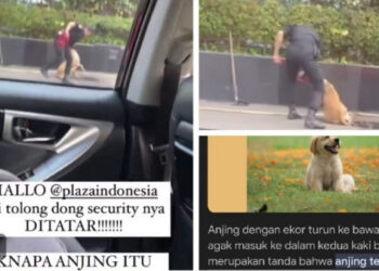 Security Pukul Anjing Penjaga Ternyata untuk Selamatkan Kucing