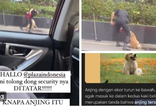 Security Pukul Anjing Penjaga Ternyata untuk Selamatkan Kucing