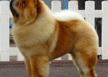 Anjing Termahal di Dunia: Ada yang Sampai 200 Juta