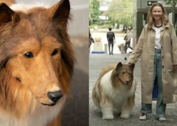Toco Jadi Anjing: Mimpi Seumur Hidup dan Kecintaan pada Collie