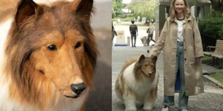 Toco Jadi Anjing: Mimpi Seumur Hidup dan Kecintaan pada Collie