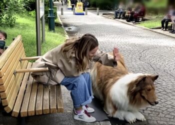 Pria Jepang Berubah Menjadi Anjing: Kisah Toco dan Impiannya