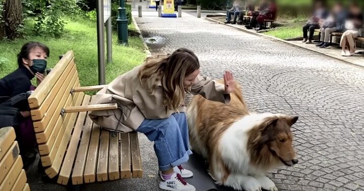 Pria Jepang Berubah Menjadi Anjing: Kisah Toco dan Impiannya