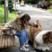 Pria Jepang Berubah Menjadi Anjing: Kisah Toco dan Impiannya