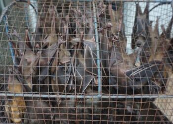 Upaya Penyelundupan Satwa Liar di China yang Mengkhawatirkan