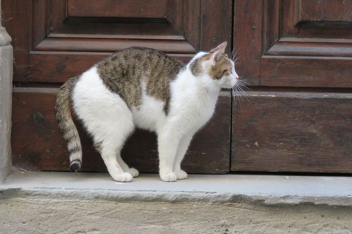 Penjelasan Mengapa Kucing Suka Menunggu di Depan Pintu. Pernahkah Anda mendapati kucing kesayangan Anda duduk manis di depan