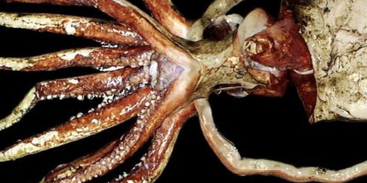 Benarkah Populasi Cumi-cumi Lebih Banyak dari Manusia?