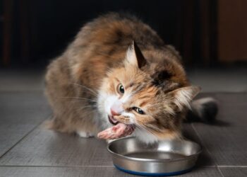 Bolehkah Kucing Makan Ayam Krispi? Ini Jawabannya!