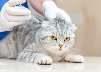 Seberapa Pentingnya Vaksin Kucing?