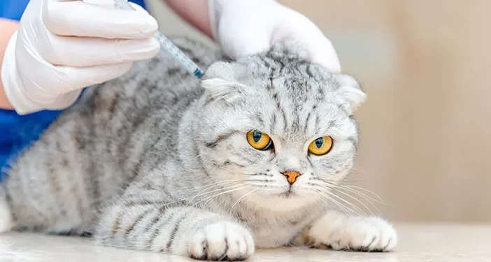 Seberapa Pentingnya Vaksin Kucing?