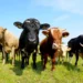 Pertama di Dunia: Sapi Denmark Kena Pajak Rp1 Juta per Ekor