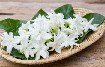 Di Balik Misteri Aroma Melati: Antara Mitos dan Sains