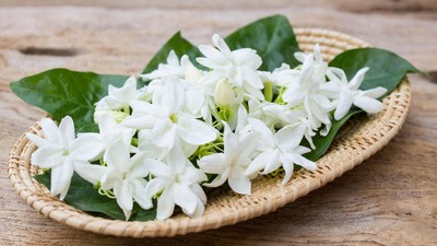 Di Balik Misteri Aroma Melati: Antara Mitos dan Sains