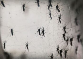 Wabah Virus West Nile Menerjang Israel: Waspada