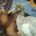 Burung Dodo yang Punah Akibat Keserakahan Manusia