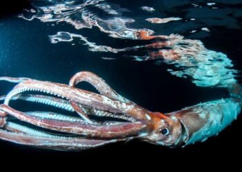 Misteri Populasi Cumi-cumi: Jauh Lebih Besar dari Dugaan?